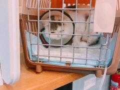 -伟伟宠物医院·瑞派猫友好医院·猫科(光谷店)