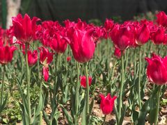 -玄武湖景区-情侣园游乐场