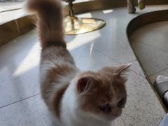 -飞行喵MR PILOT|猫舍·猫咖(静安大融城店)