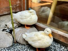 -AKIMOTO秋本寿司(双井店)