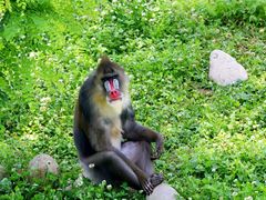 iphone_upload_pic-西安秦岭野生动物园