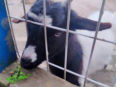 -武汉紫薇都市田园