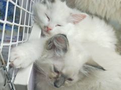 -喵的天空名猫咖啡馆·撸猫·猫舍·用品