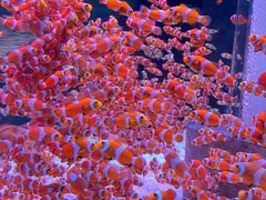 -海合安成都极地海洋公园