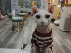 -BABIT巴比特宠物(MOMOPARK店)