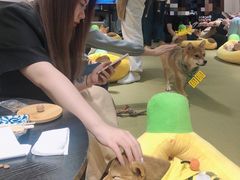 -逗柴咖啡屋·狗咖猫咖宠物桌游