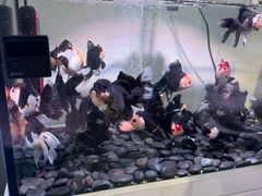 -青石桥花鸟鱼虫市场(叠翠城店)