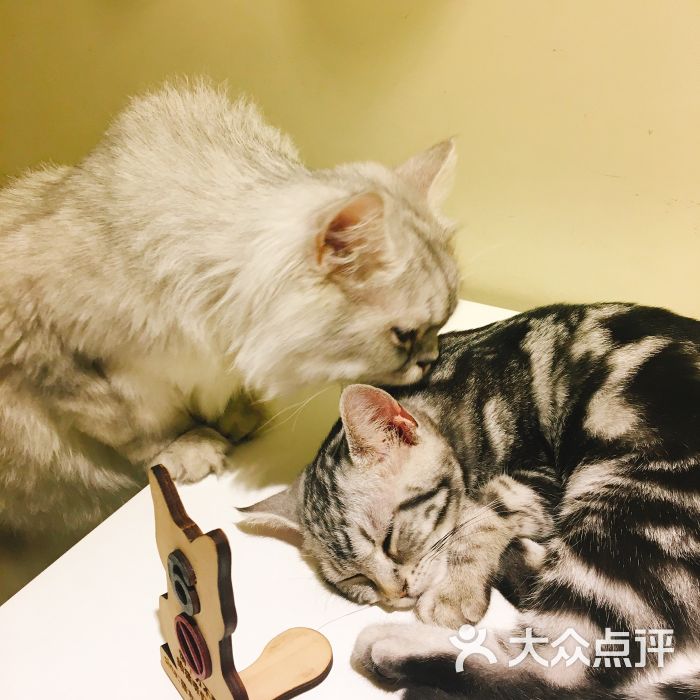 猫友咖啡店(九眼桥店)图片 第913张