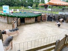 -前小桔亲子创意农场·草莓采摘·露营烧烤