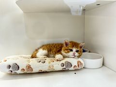 -小猫来了·猫舍(红山六九七九店)