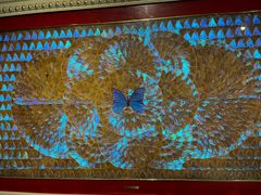 -上海昆虫博物馆