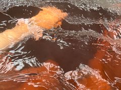 -春晖园度假酒店温泉