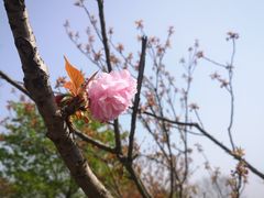 -苏州上方山国家森林公园
