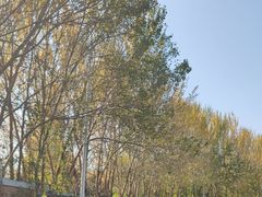 -长白岛森林公园