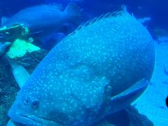 -成都浩海立方海洋公园