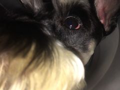 -1013 PET SHOP 宠物商店(近铁城市广场店)