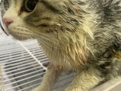 -猫力发电所·宠物专门店
