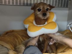 -北京派仕佳德动物医院·超导核磁·CT·神经科·骨科·内外科·急重症管理中心