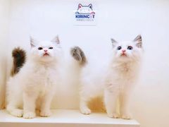 -十年猫舍·猫咪专门店(普陀店)