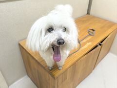 -爱妮康宠物医院·干细胞免疫细胞·肿瘤·心脏(张江店)