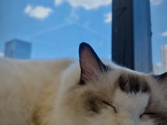 -怪兽屋·羊驼·猫咖·狗咖(俊华广场店)
