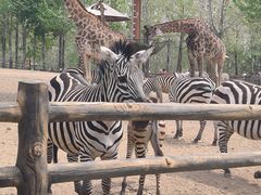 -大连森林动物园