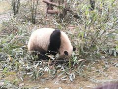 景点-成都大熊猫繁育研究基地