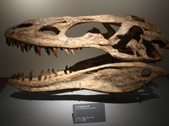 -自贡恐龙博物馆