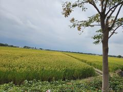 -嘉北郊野公园