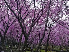 -桐乡植物园
