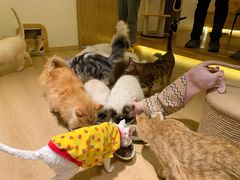-猫腻·猫咖·撸猫馆(星光大道店)