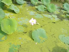 -北纬44度·金珠花海休闲农业旅游景区