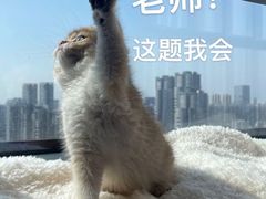 -喵zoo家庭繁育猫舍(尖东智能花园店)