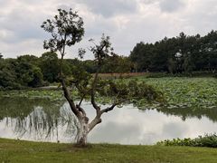 -艾溪湖湿地公园