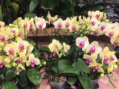 -双季花艺园艺市场(浦东店)