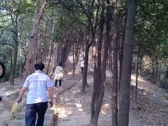 楼梯-火炉山森林公园