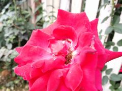 -三圣花乡旅游区