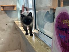 -Heymao猫咖.咖啡厅(东门店)