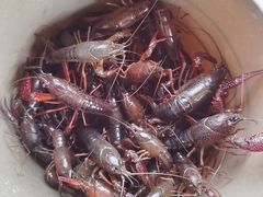 -同銮特种养殖场·龙虾垂钓