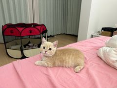 -babydoll猫舍·米努特·德文·缅因(久光中心店)