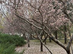 -朝阳公园游乐园