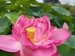 -莲花池公园