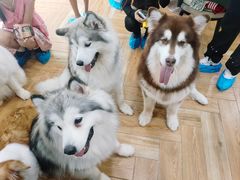 -安格丽娜·狗咖·猫咖羊驼咖(春熙路百盛商场店)