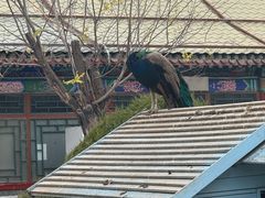 -有喜胶东小馆(太申祥和店)