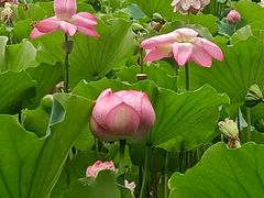 -莲花池公园