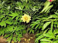 -洛阳市隋唐城遗址植物园