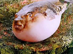 -玄品河豚(那覇國際通里之関)