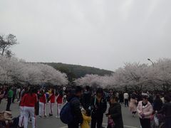-武汉大学-樱园