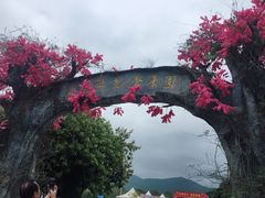 -天适樱花悠乐园
