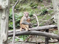 -黔灵山公园